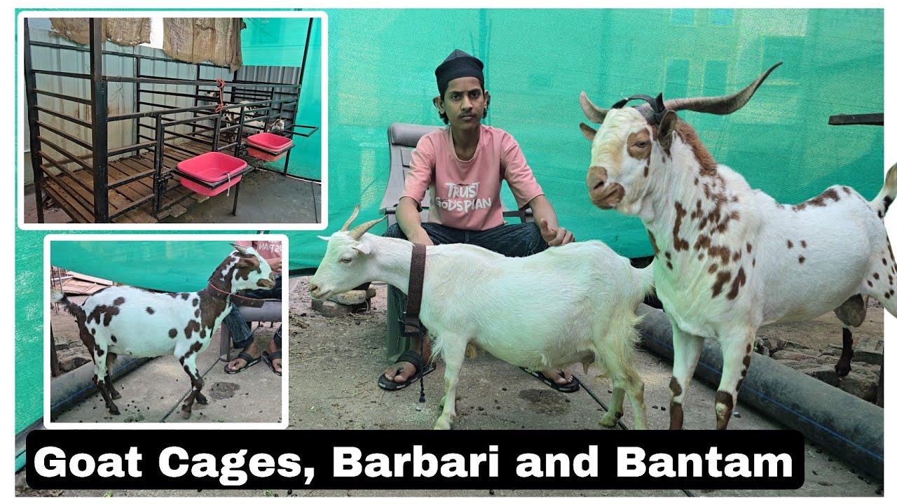 Brand New Cages, Barbari and Bantam goats at Lucky Goat farm Aurangabad 