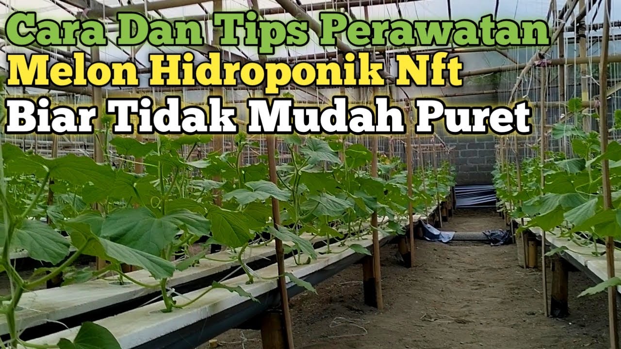 Cara Dan Tips Perawatan Melon Hidroponik Nft