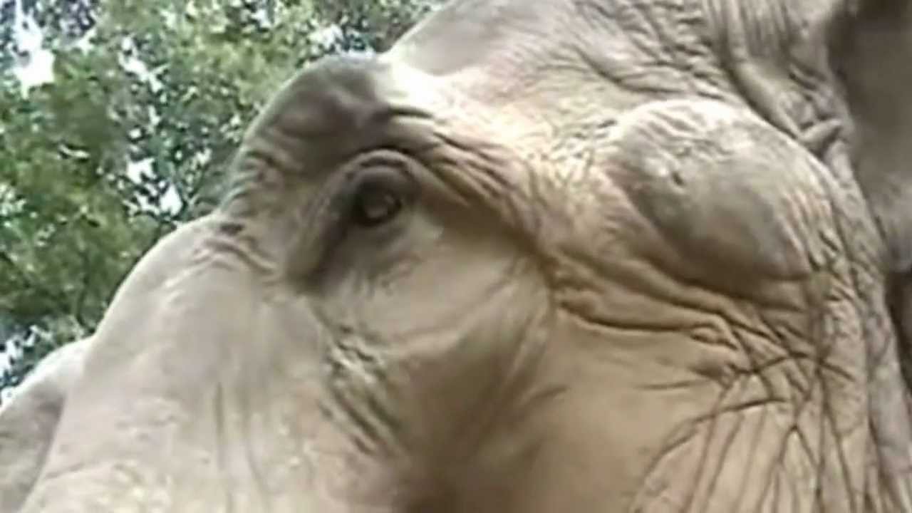 The Elephant Sanctuary: Jenny - Tennessee....