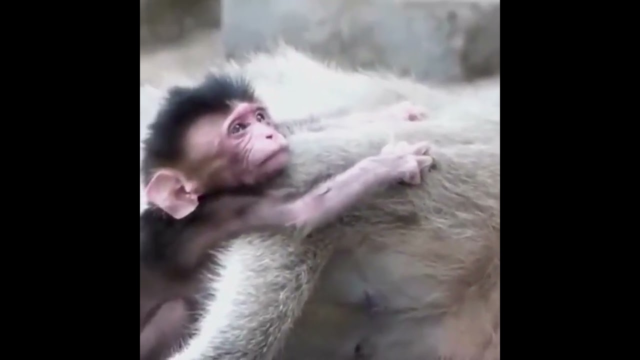 Touching my heart, Never Seen Poorest Baby Monkey Look Very Hungry Milk Mom Is Weakness