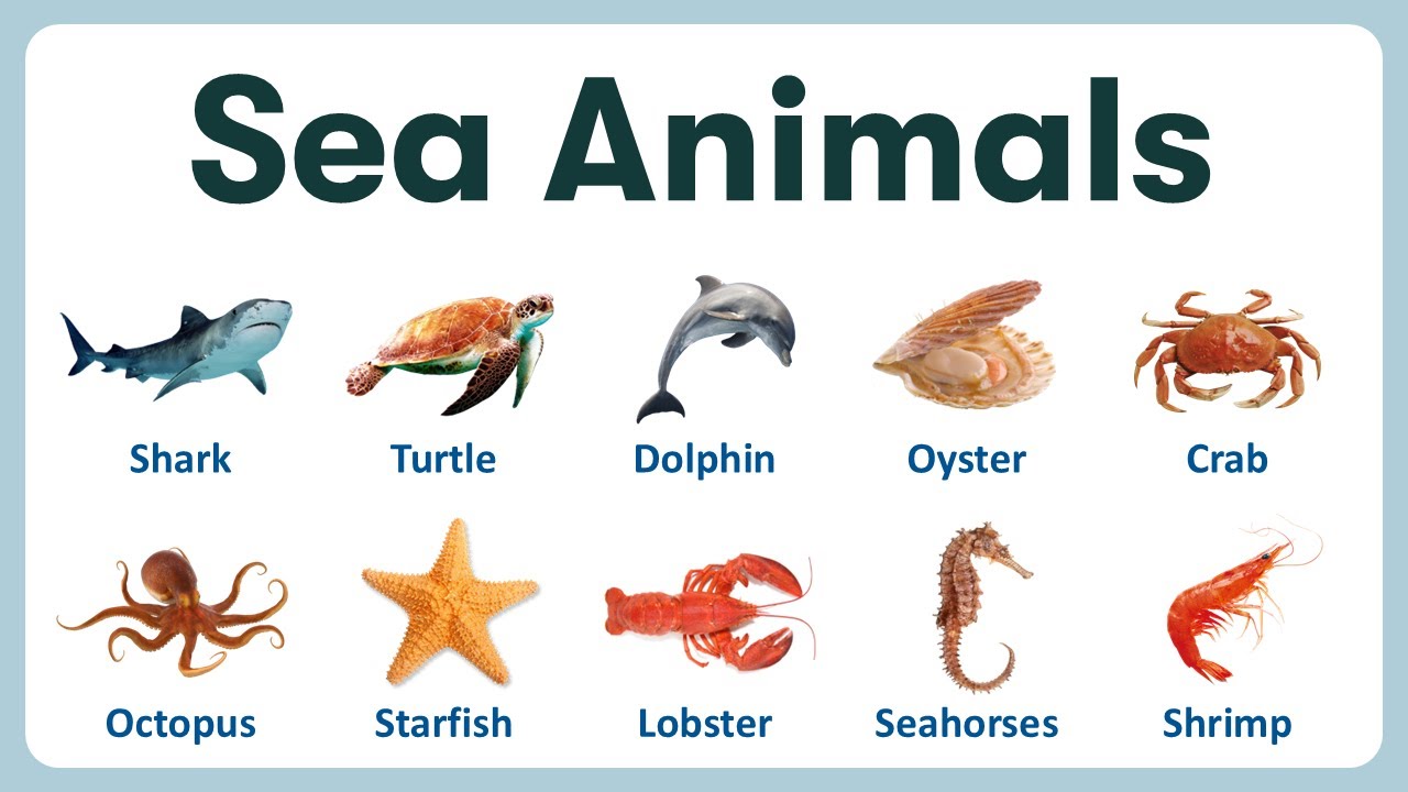 Sea Animals in English | List of Sea Animals with Pronunciations and Pictures