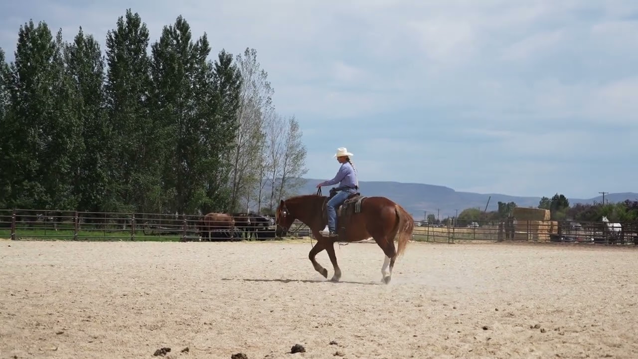 Dally 2020 Draft Cross Gelding