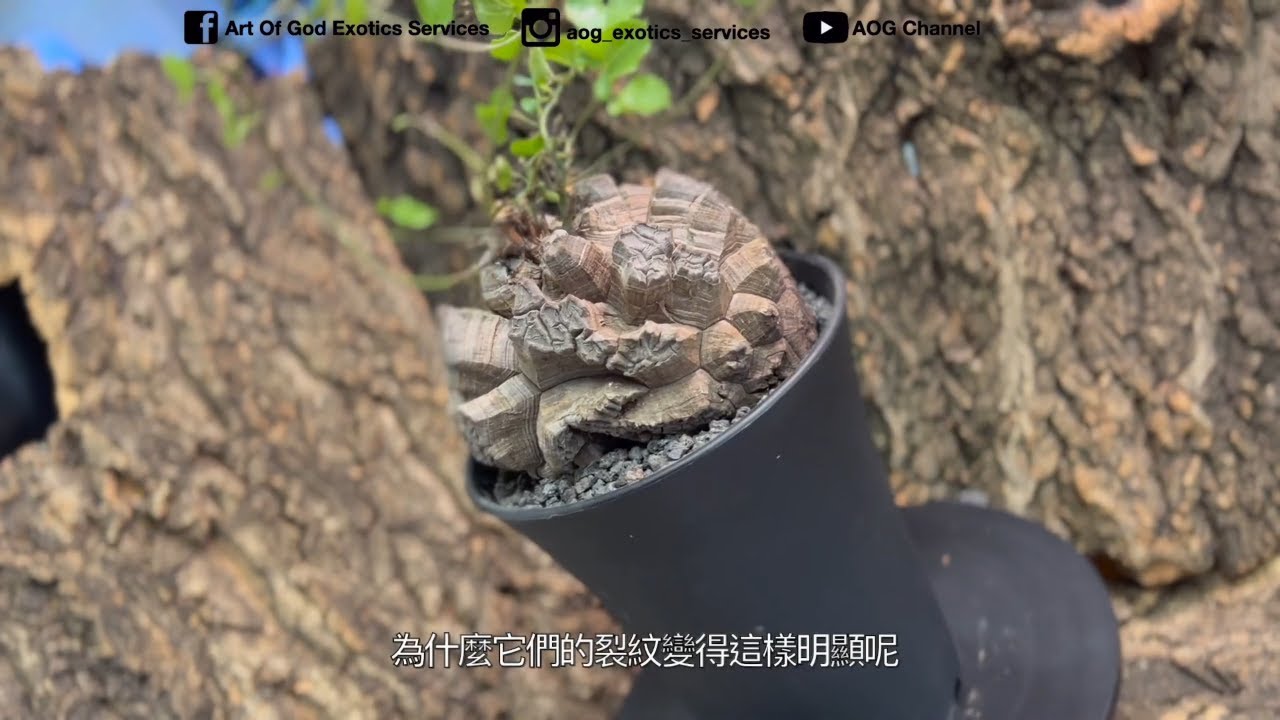 (塊根植物新手必看!!!!) 南非龜甲龍介紹及種植方法