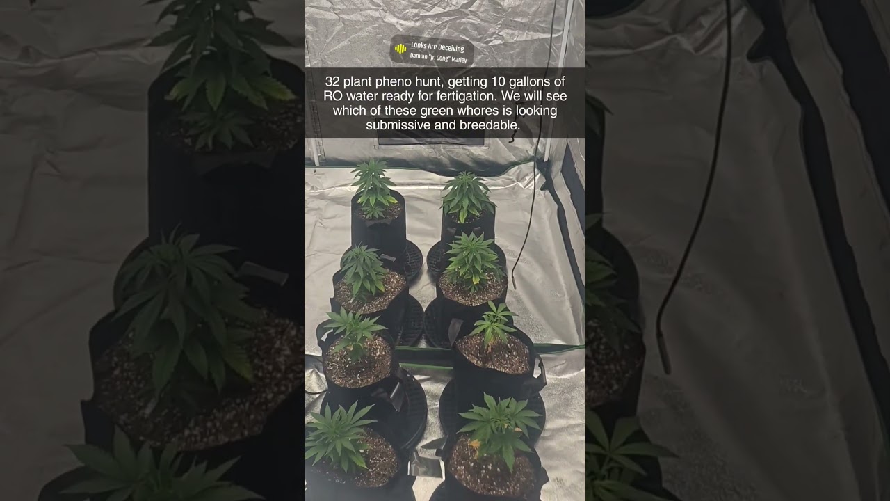3 gallon pots full of promix HP. Running Advanced Nutrients. Germination trials completed and logged