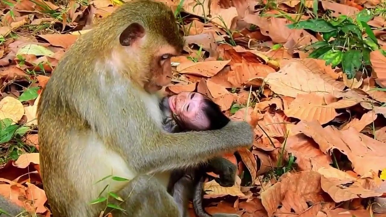 34 The Good, The Bad & The Ugly Compilations about monkeys