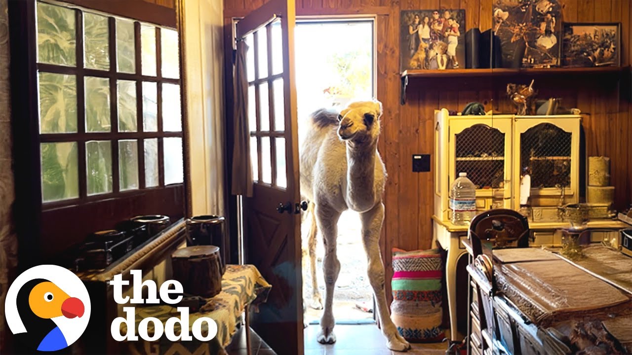 Baby Camel Doesn't Know The House Is Off-Limits | The Dodo