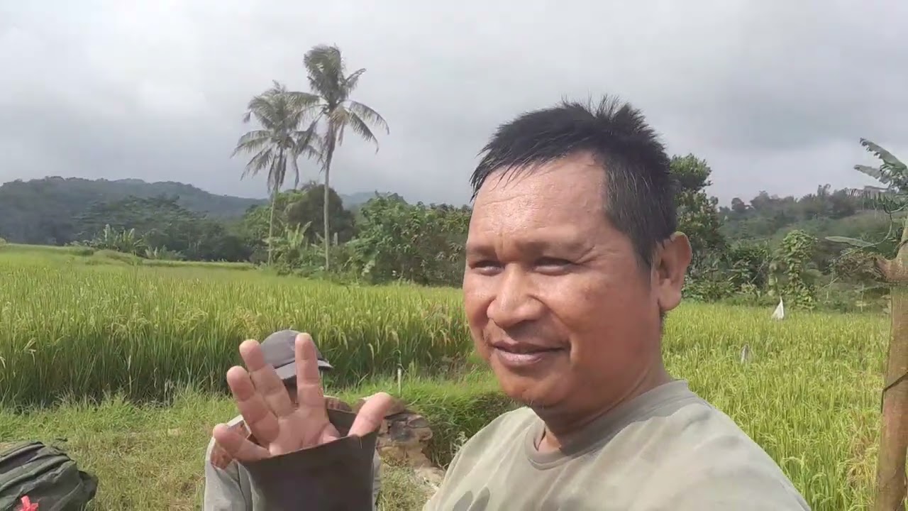 Panen ubi jalar.