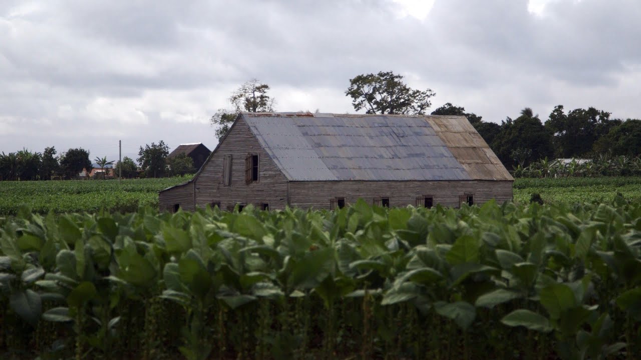 Cuba's Best Tobacco Grower Gets a Raw Deal