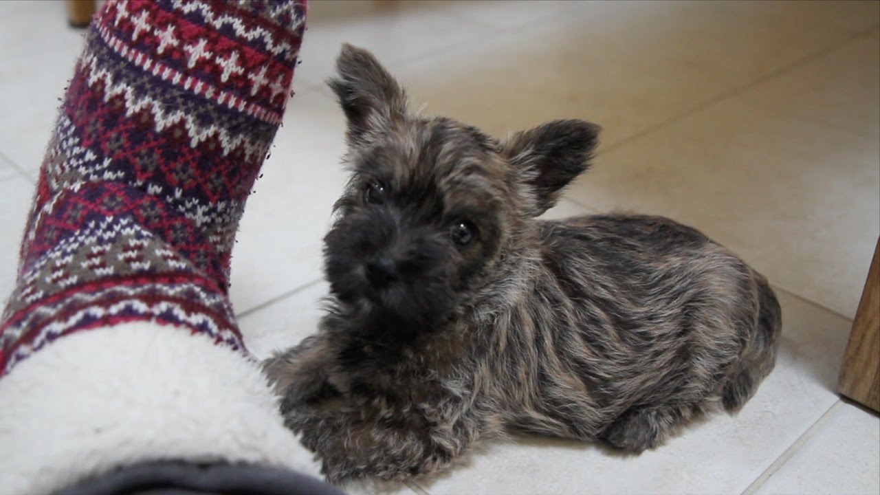 What is it like to own a Cairn Terrier?  ||  Short Film