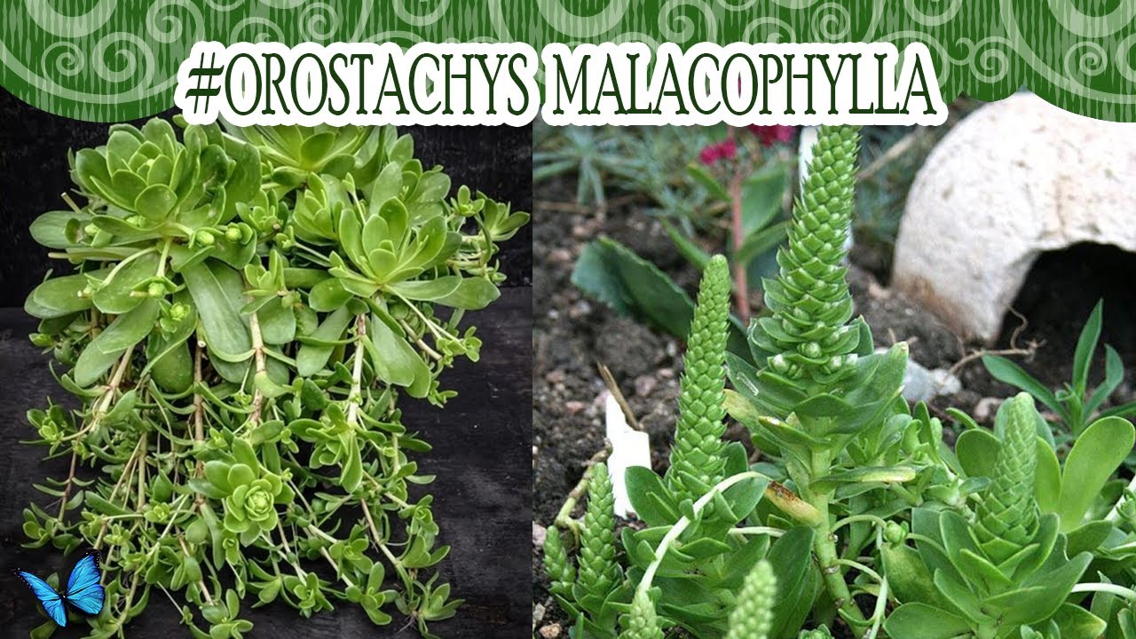 #Suculentadodia! | Orostachys Malacophylla