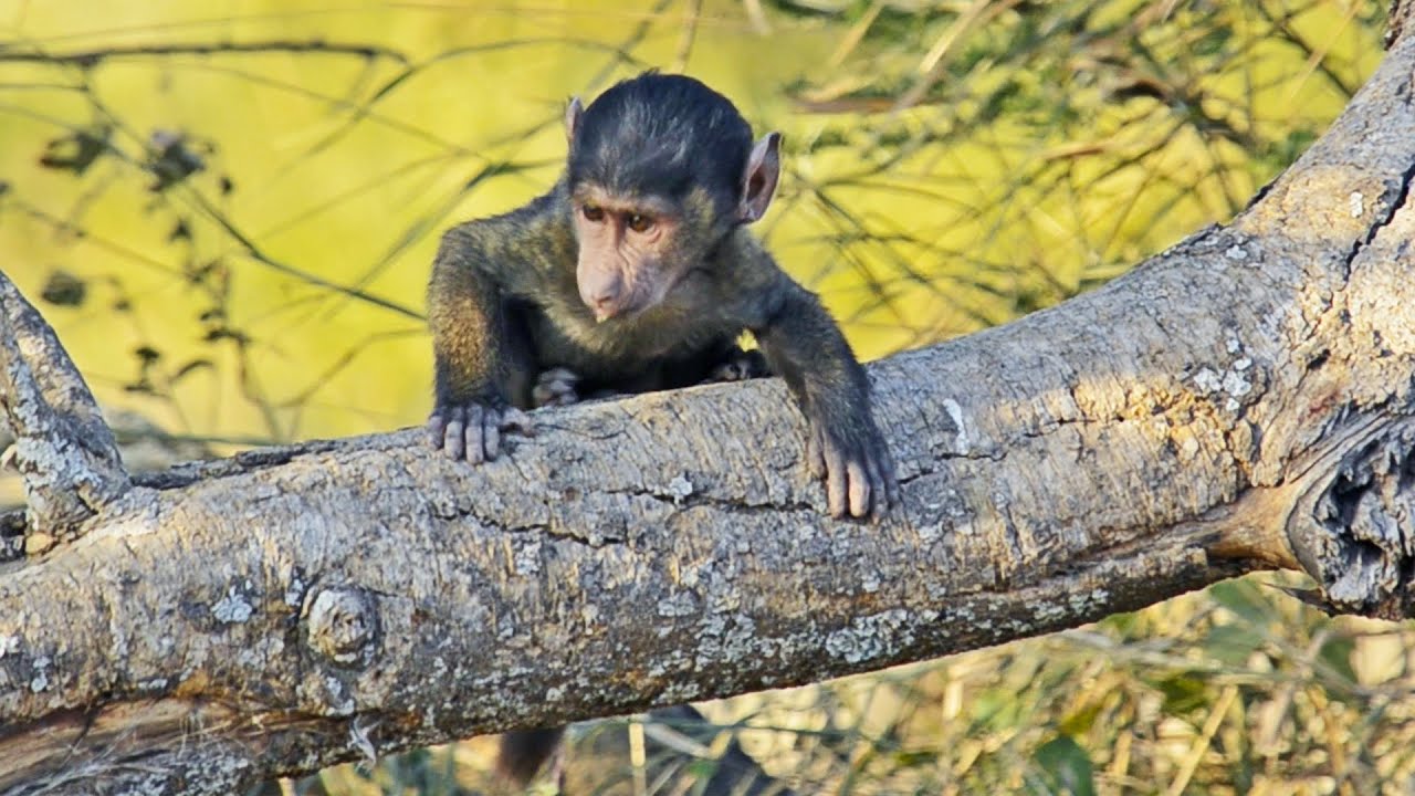 Baby Baboon Acts Naughty