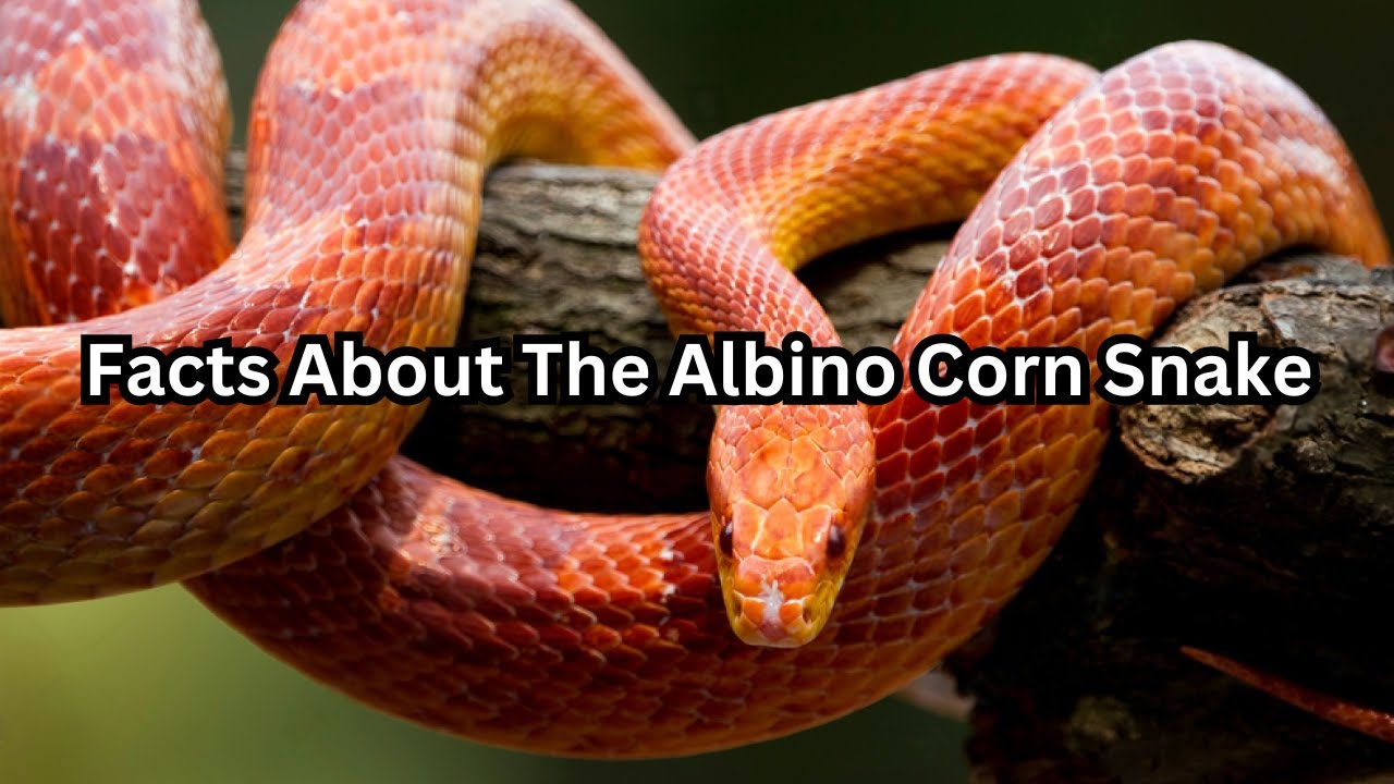 Facts About the Albino Corn Snake