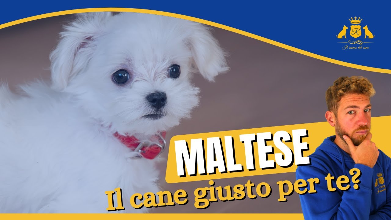 MALTESE: è giusto per te?