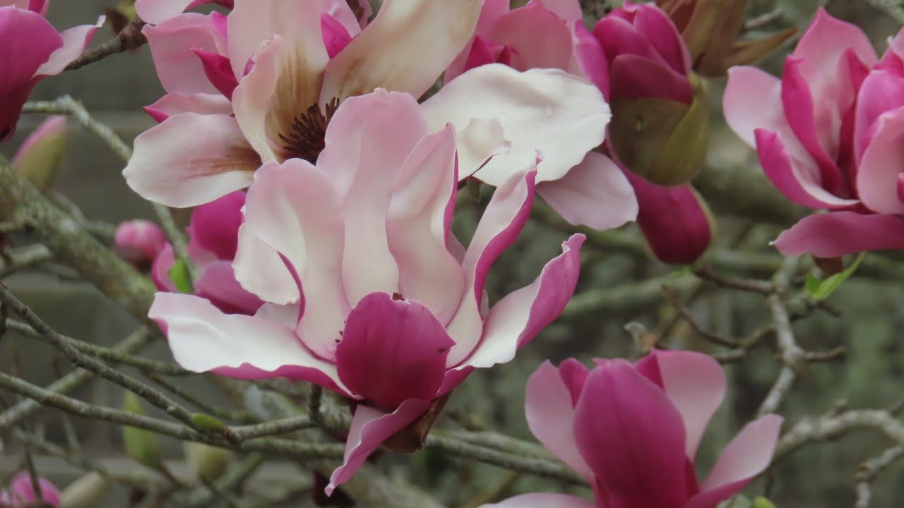 20260225三峽行脩宮賞木蘭