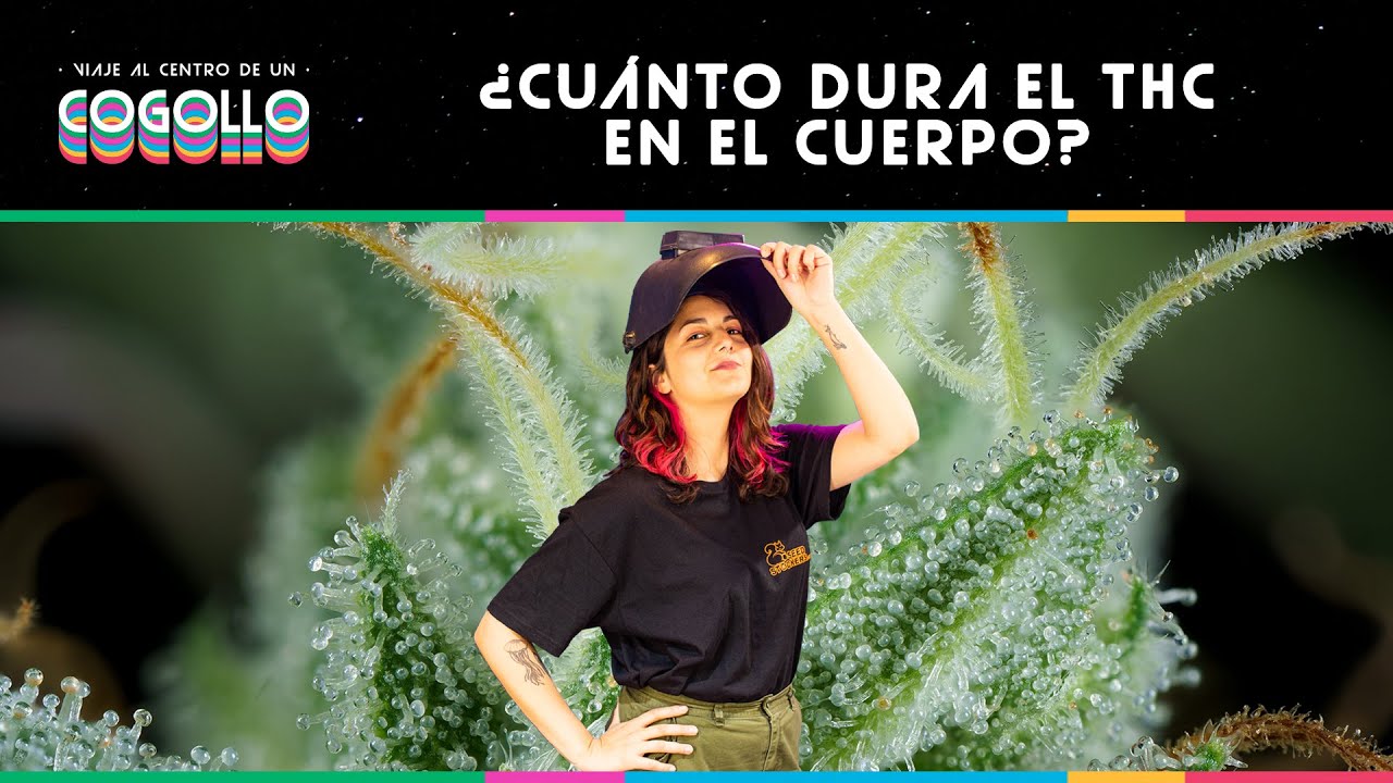 &iquest;CU&Aacute;NTO DURA EL THC EN EL CUERPO? - VIAJE AL CENTRO DE UN COGOLLO