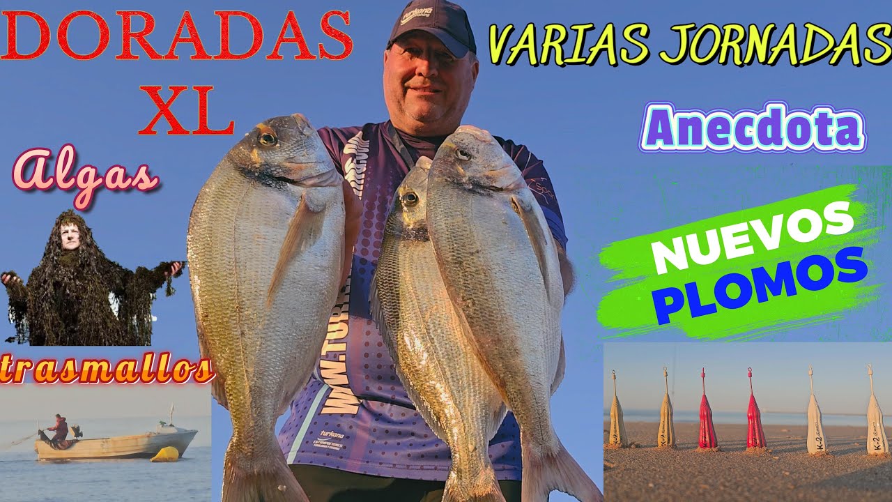 PESCA SURFCASTING VARIAS JORNADAS DORADAS XL ALGAS Y TRASMALLOS