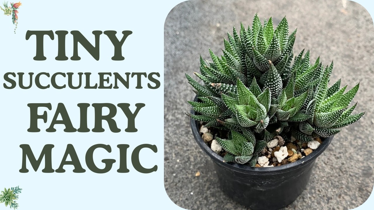 Top 20 Succulents Perfect for DIY Fairy Gardens | Tiny Succulent Fairy Magic
