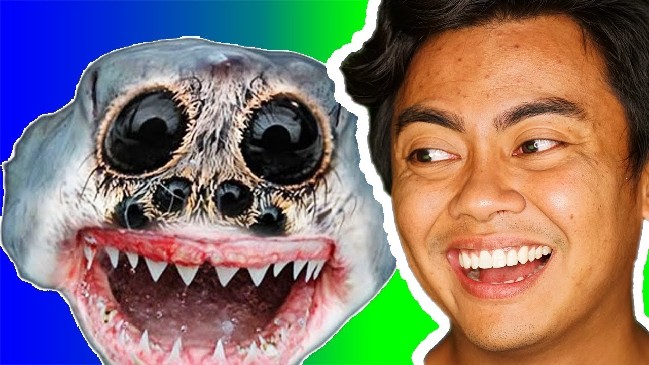 Animals REACT to ANIMALS!