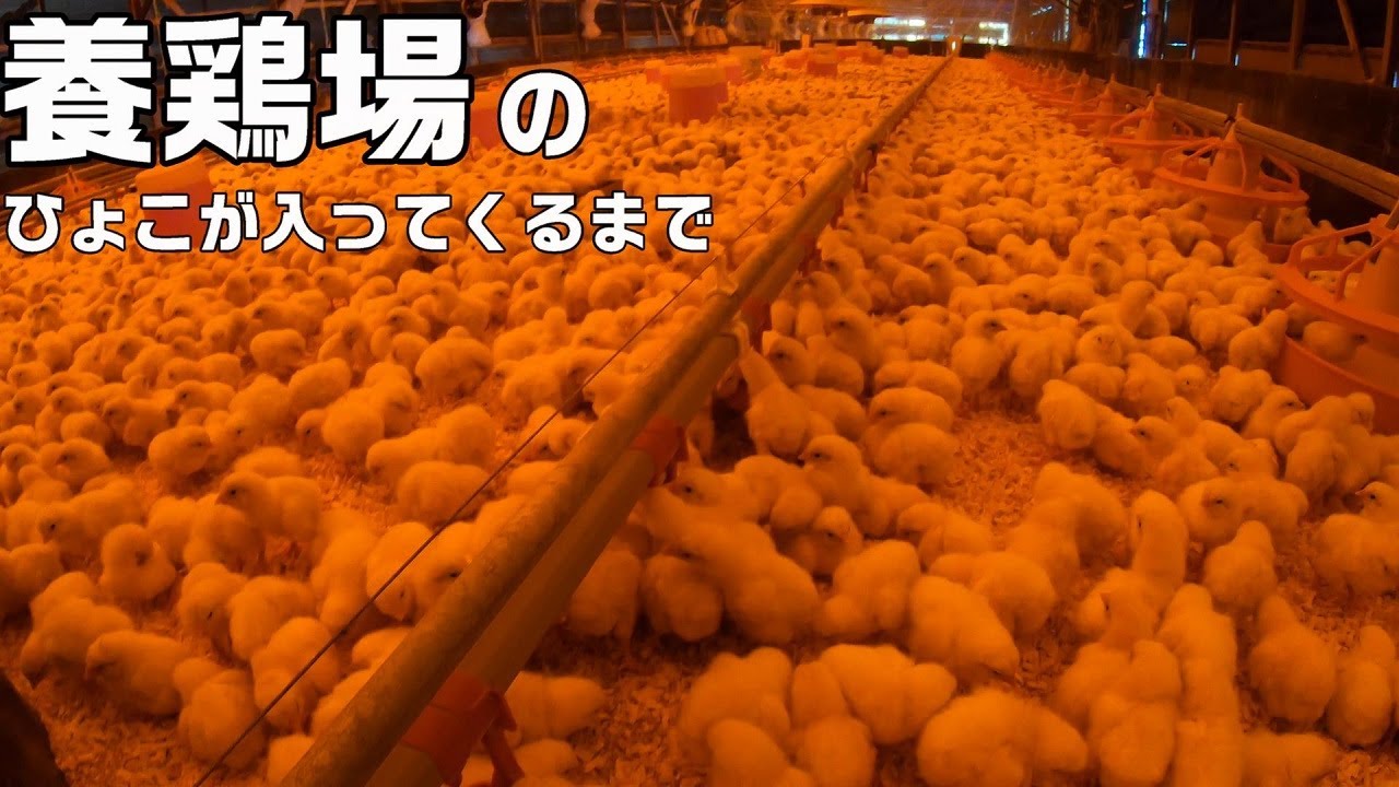 養鶏場の入雛準備とヒヨコたちのえさやり