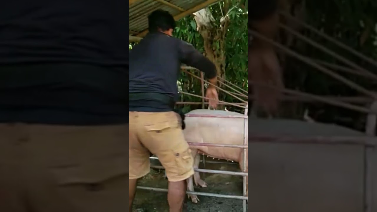 A.I  |  Breed: GP Large White