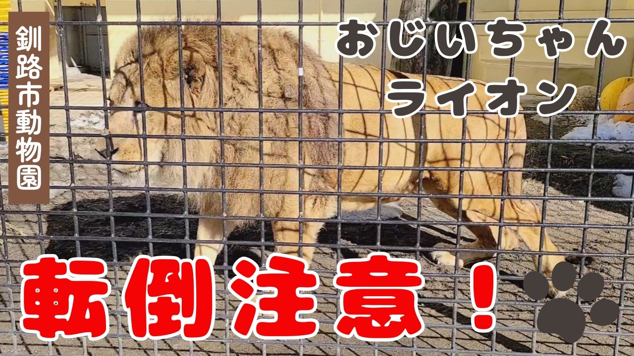 【釧路市動物園 ライオン】転びそうでヒヤヒヤ💦慎重に…歩き回るアキラ🦁《2026.3.9》