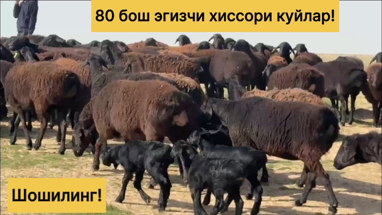 80 бош хиссори эгизчи куйлар! 978539798☎️
