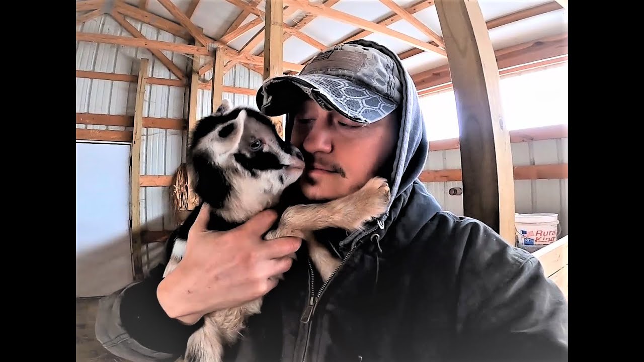 BABY GOATS PLAYING AND JUMPING I HOW WE PREPARE FOR GOAT BIRTH I WHAT'S IN OUR KIDDING BUCKET I BABY