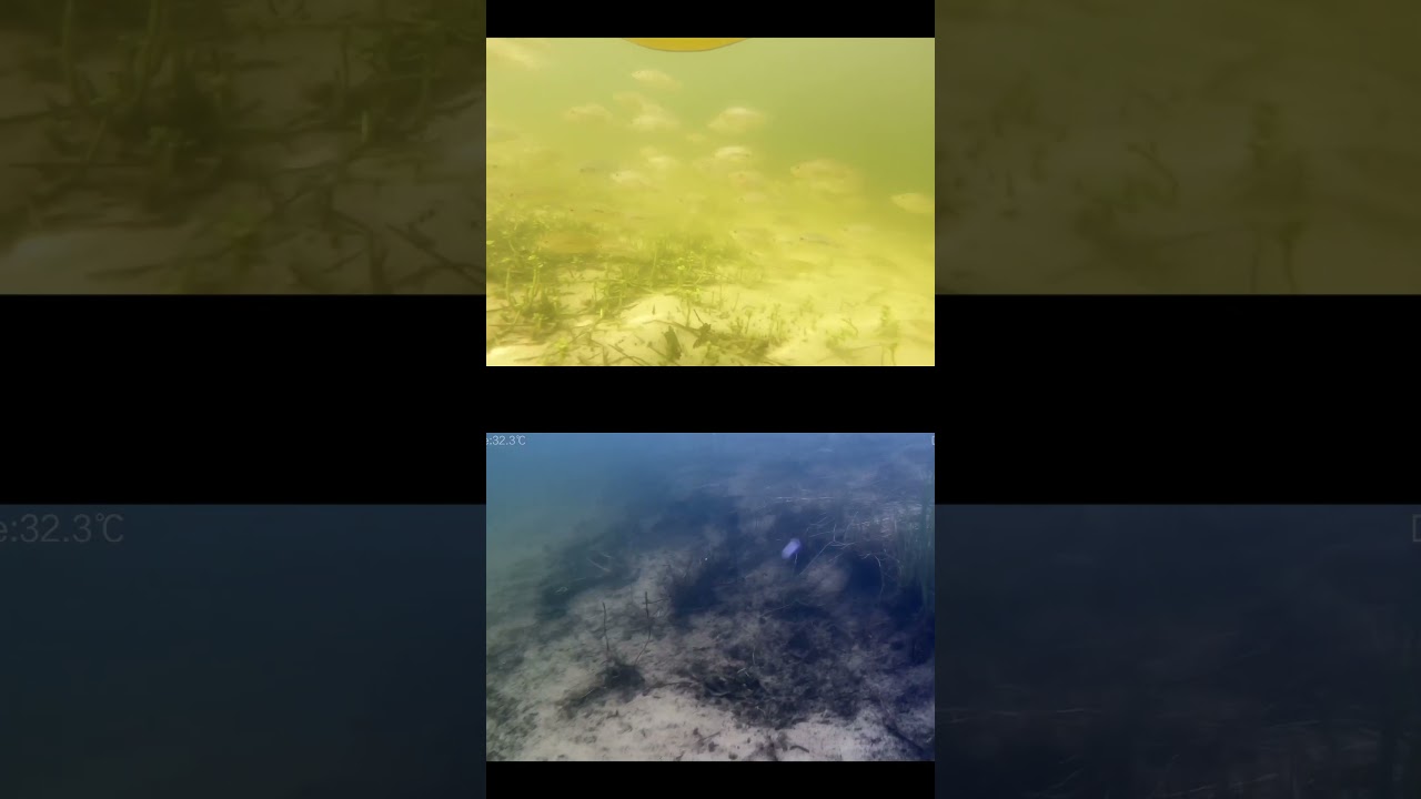 rov footage from a florida pond: underwater drone