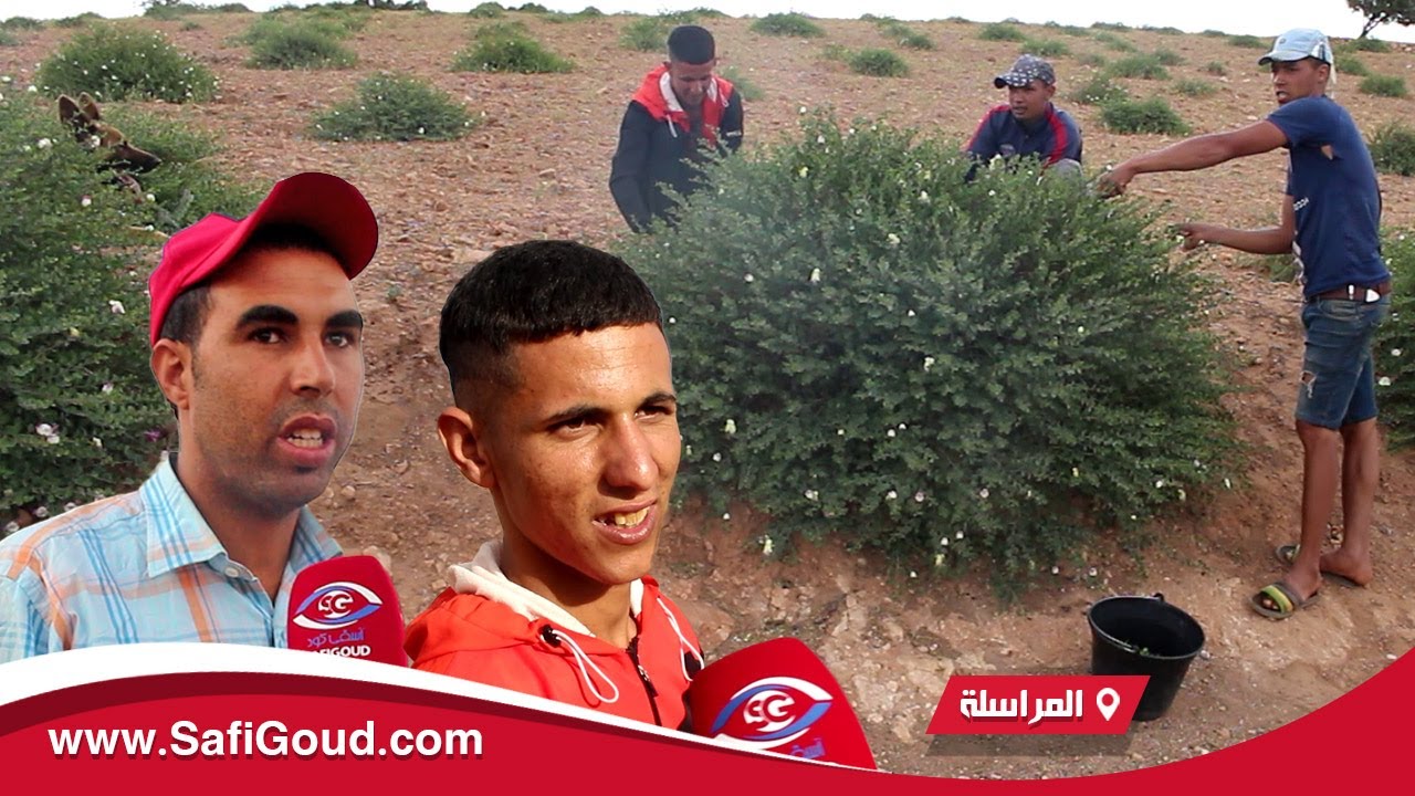 انتعاش في جني 