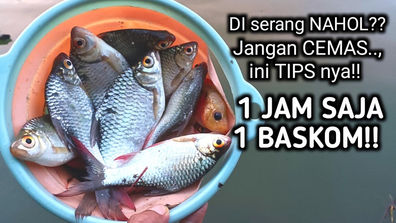 TIPS ATASI SERANGAN NAHOL‼️1 JAM SAJA DAPAT BADER SE BASKOM‼️mancing tawes merah/bader