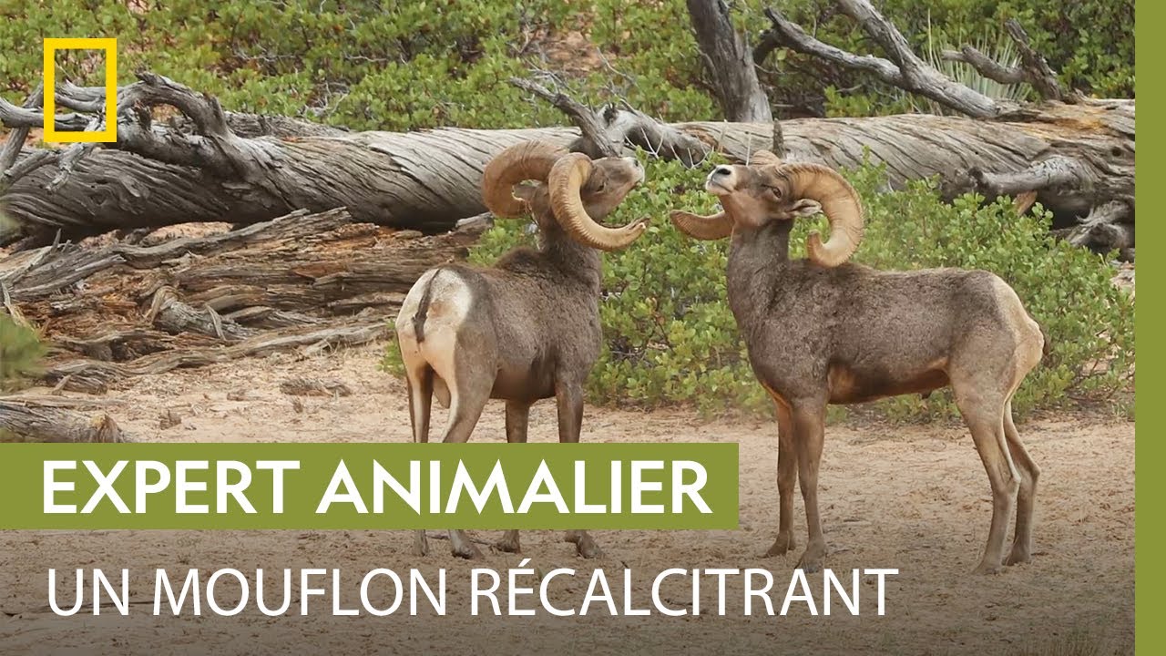 Un mouflon d'Amérique donne du fil à retordre au vétérinaire venu le soigner
