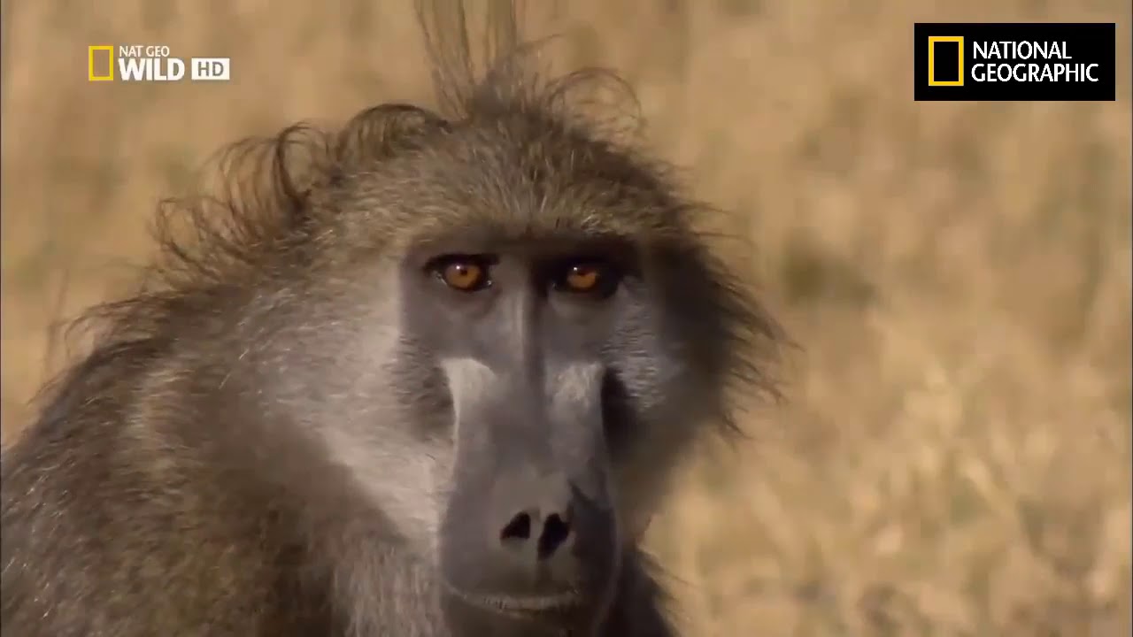Ultimate Honey Badger . Snake Killer .  NatGeo Wild