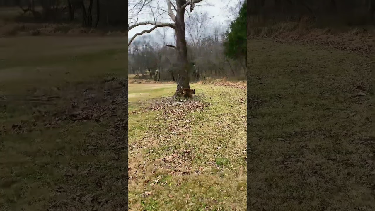 Recall needs to be a top priority in training and heavily rewarded.