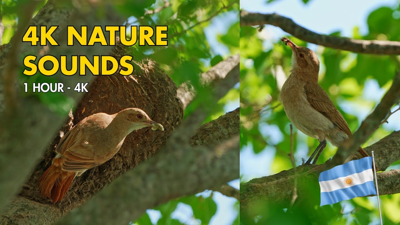 4K Nature Sounds | Rufous Horneros Feeding Chicks in Clay Nest - 1 Hour of Argentina Wildlife Sounds