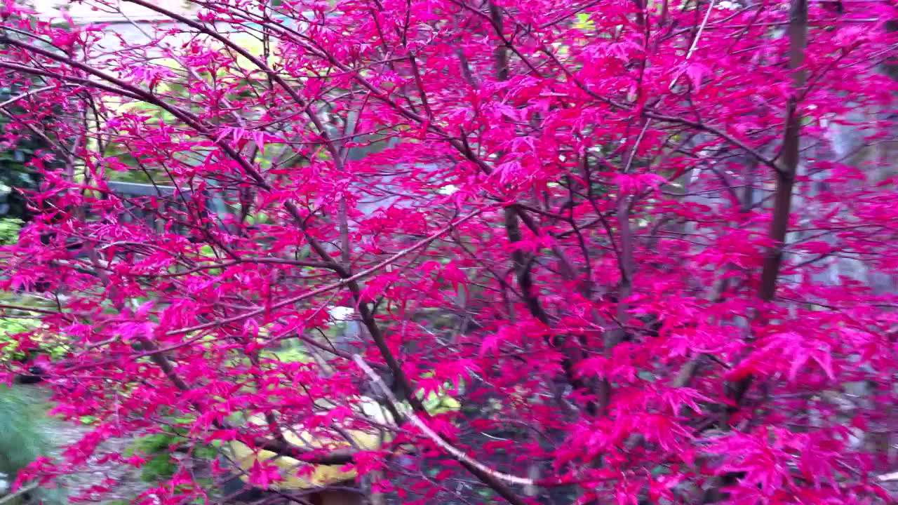 Acer Corallinum and Corylus Red Majestic