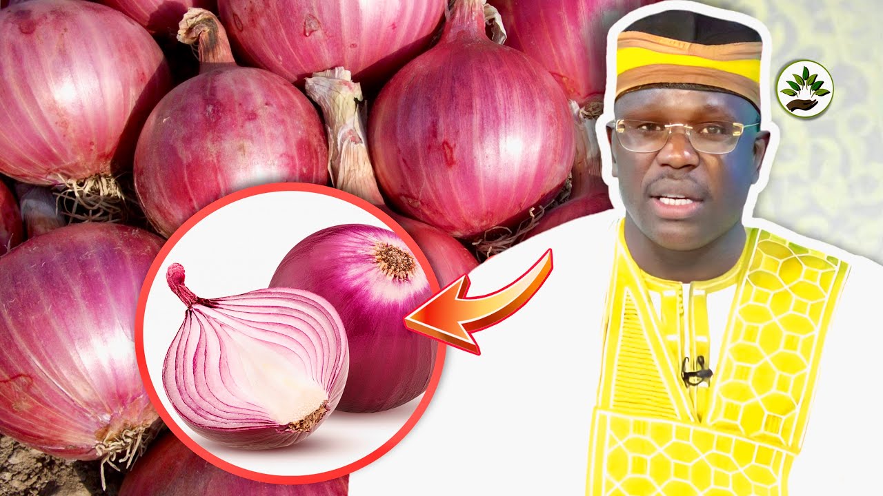 Diarigñ Soblé (oignon) Aka bakh si yokk Maniyou 
