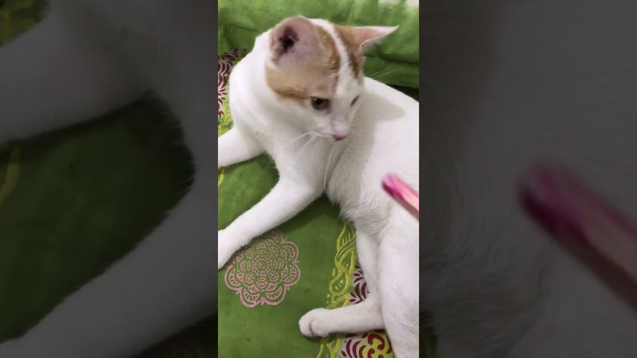 ইফতার শেষে_After Iftar #playthrough #cat #catcute #cute #sleep Please #funny #cute cat