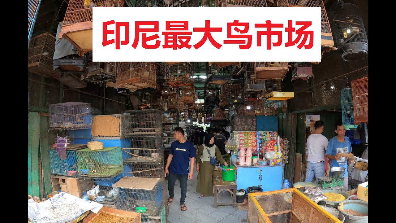 印尼最大鸟市场，各式各样鸟笼！1537