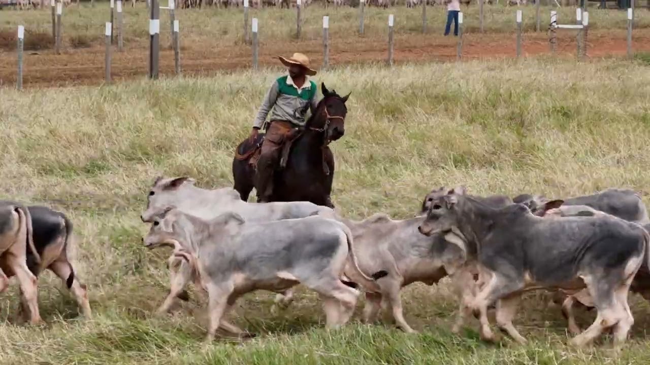 Dia 2 – Pesagem e Formação de Lotes na Fazenda Jequitai| Leilão Qualidade Total RC Agropecuária