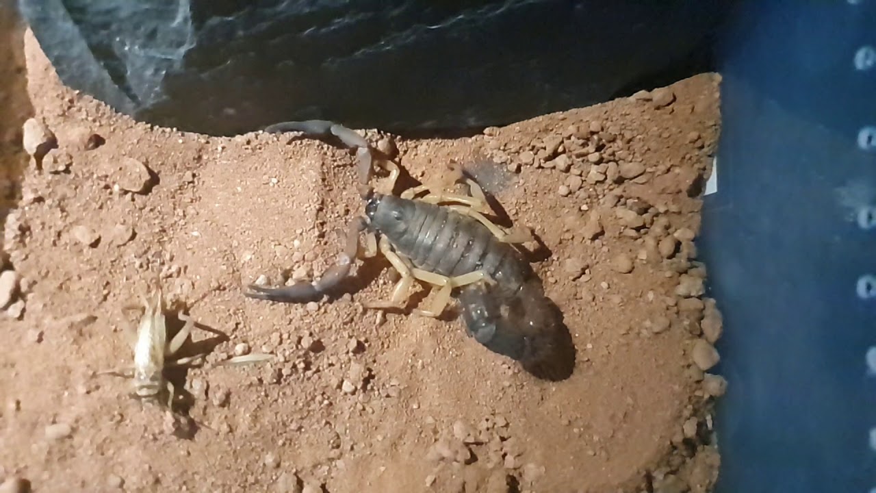 Parabuthus villosus

(TypicalMorph)