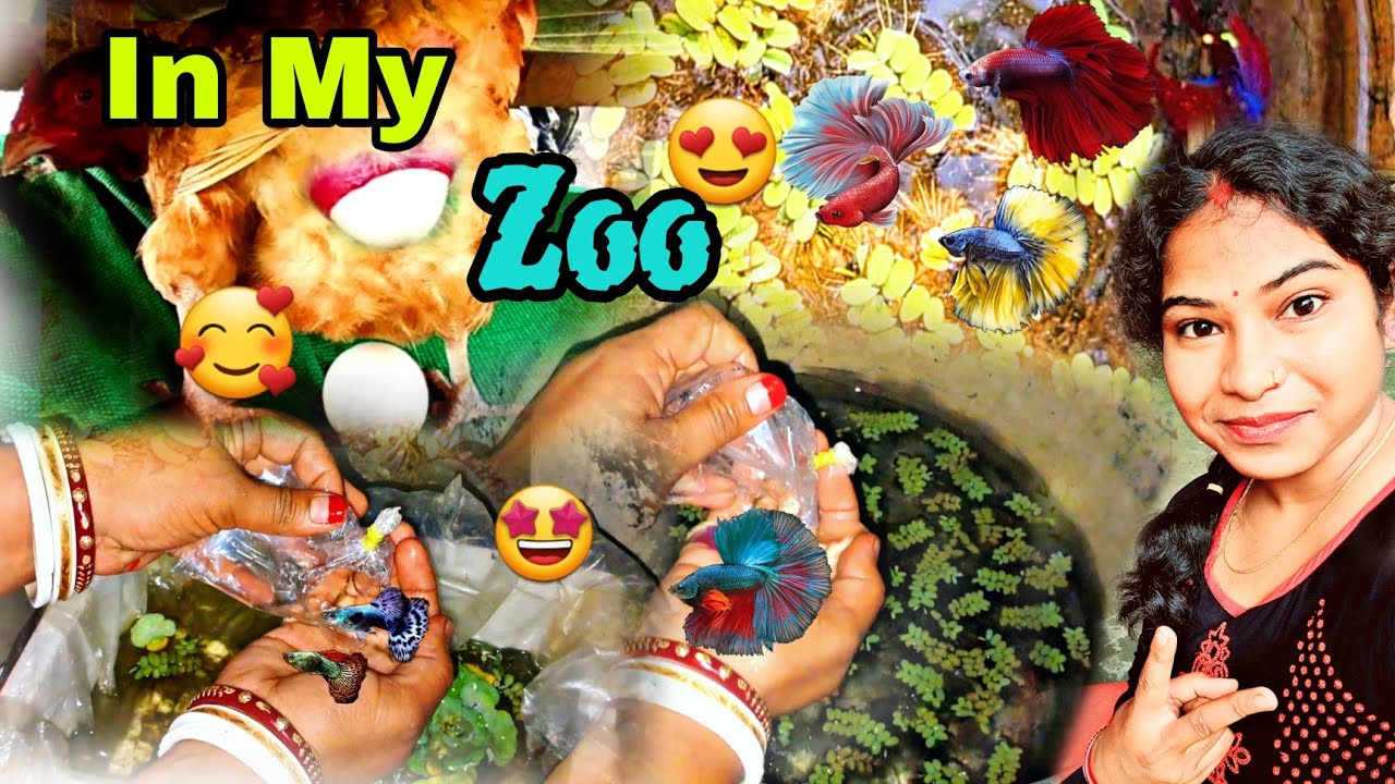 Purchased New Betta Fish🤩|| Betta Fish Breeding || Mini Fish Pond DIY #minipond #fishpond #bettafish