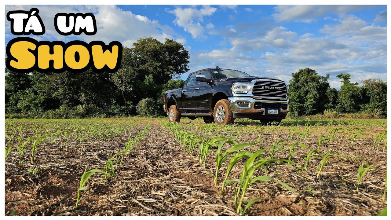 PLANTAÇÃO DE SORGO ESTÁ MUITO BOA