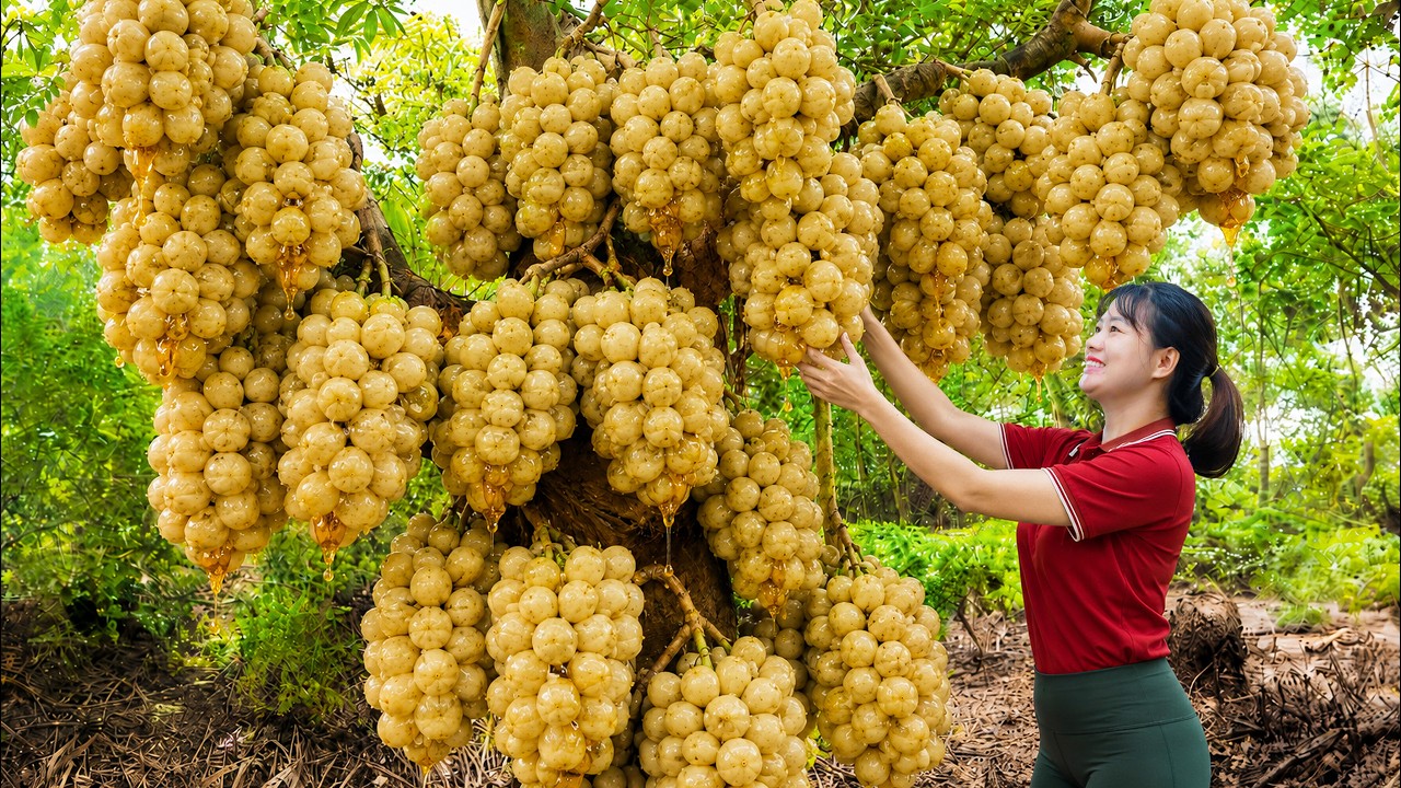 Harvesting Rare Giant Langsat Fruits to Sell | Fresh Produce from Rocky Mountain to Market