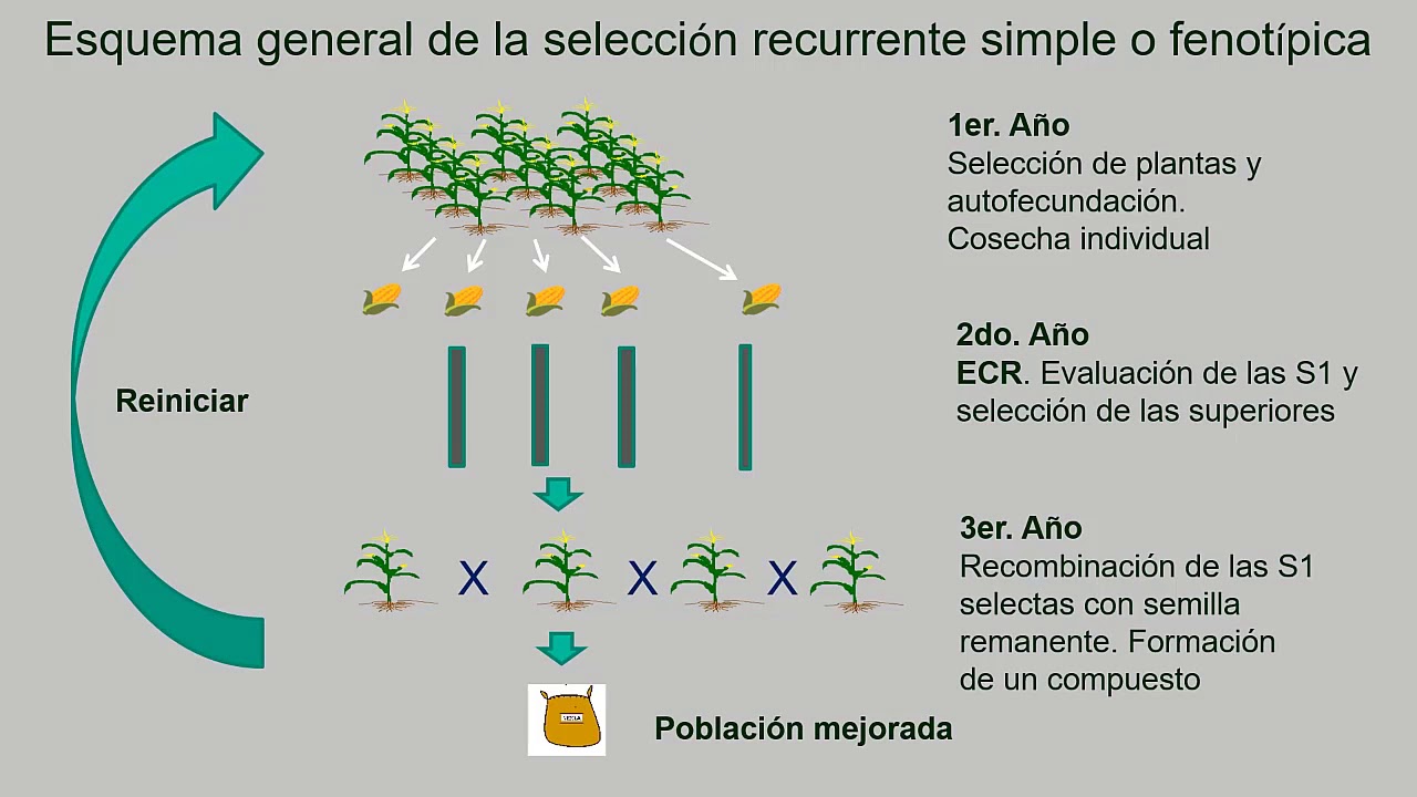 Selección Recurrente