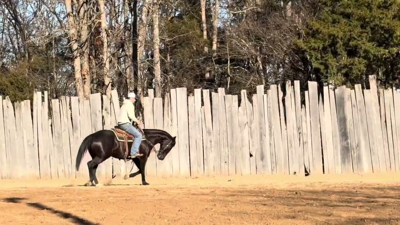 Stoke AQHA 2019 Brown GELDING