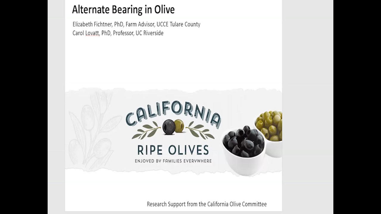 Talk #6: Understanding and Mitigating Alternate Bearing in Olive with Elizabeth Fichtner