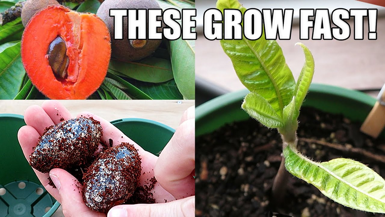 Growing Mamey Sapote From Seed | 0 - 77 Days