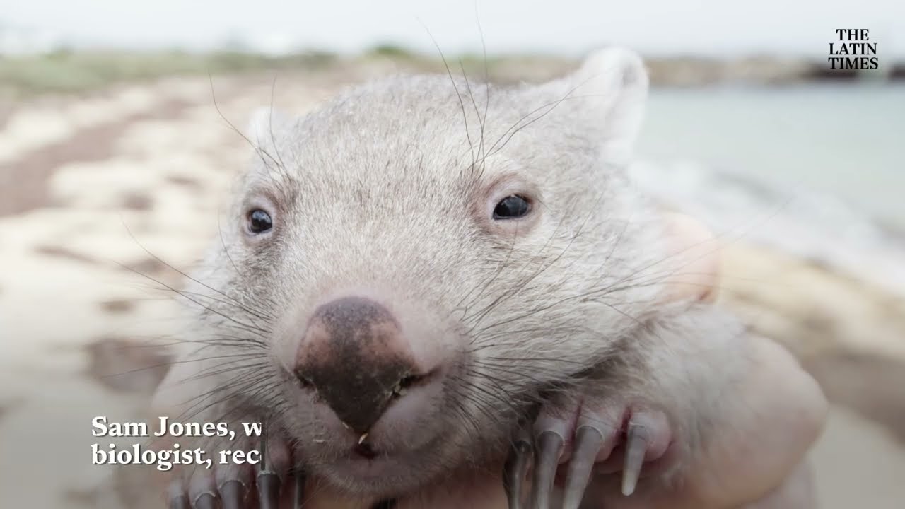 Hunting Influencer Blasted For Snatching Baby Wombat From Its Mother While Visiting Australia