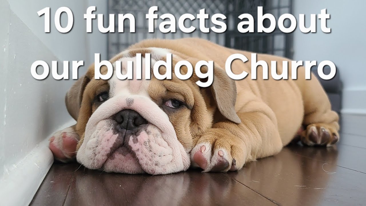 10 fun facts about owning an English Bulldog