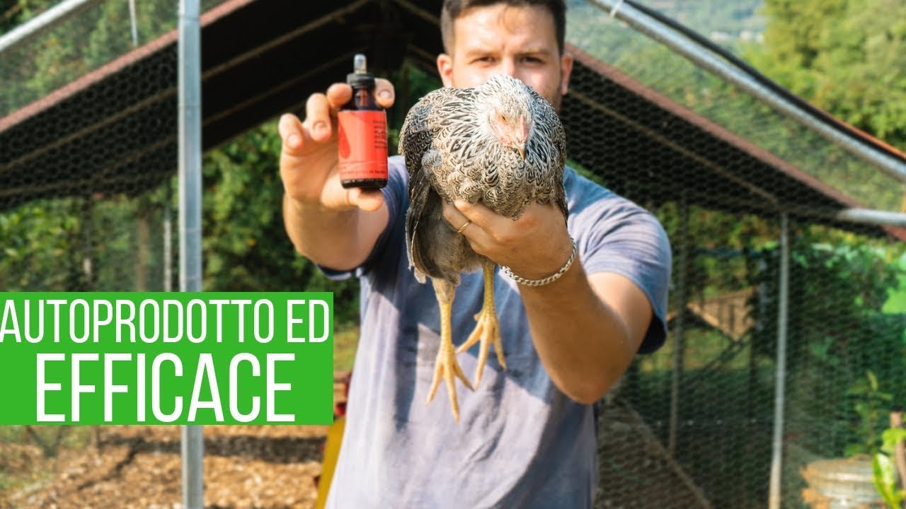 UNGUENTO fai da te contro ACARI GALLINE 🐓